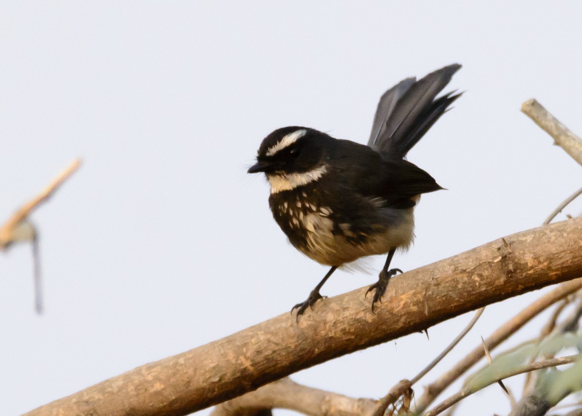 Spot-breasted Fantail - ML134921011