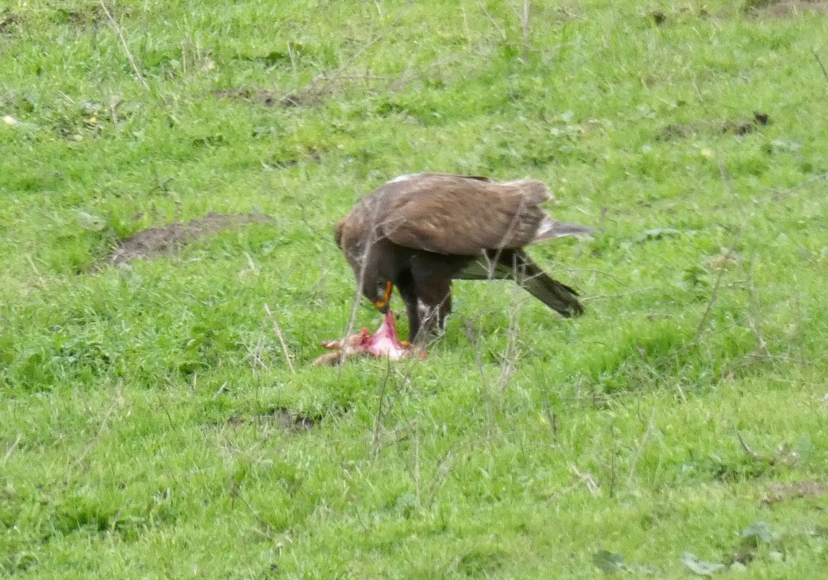 Ferruginous Hawk - ML134921361