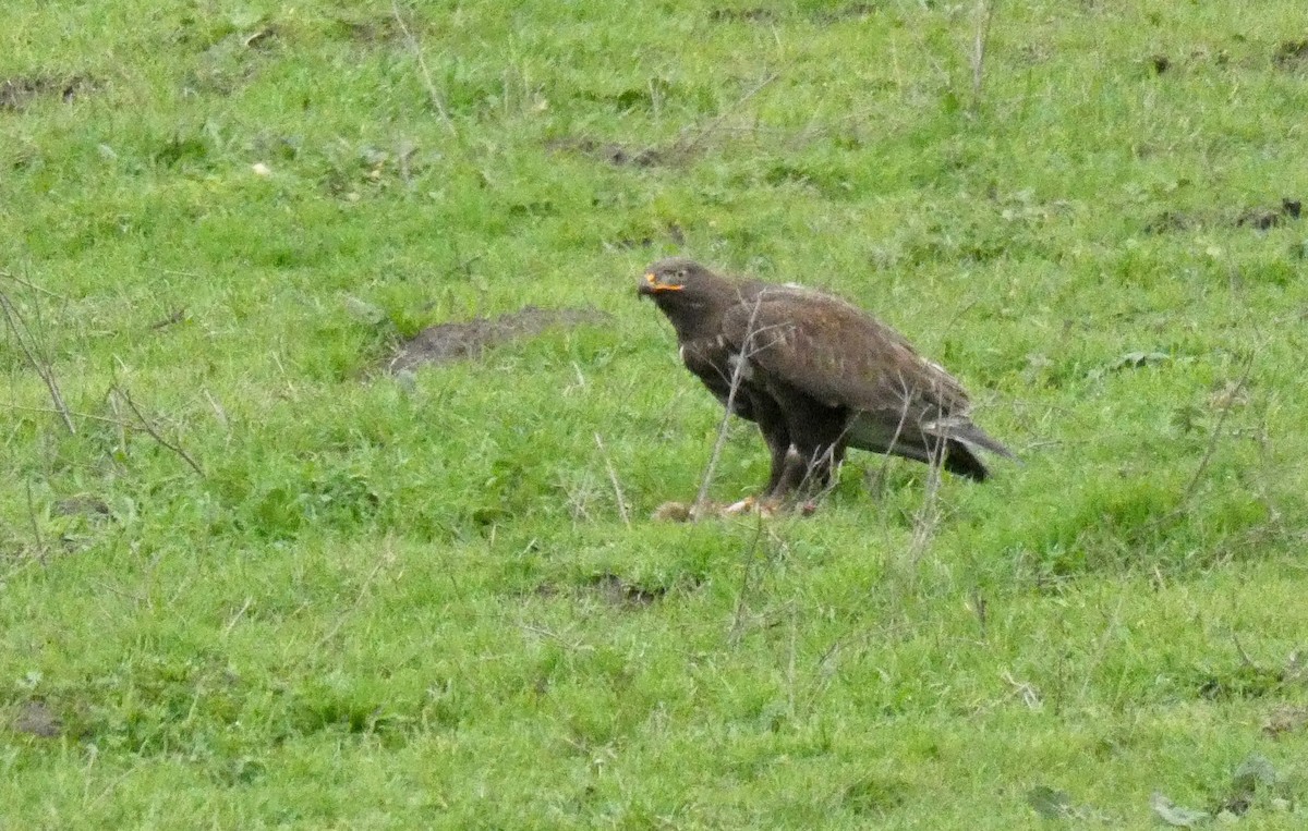 Ferruginous Hawk - ML134921481
