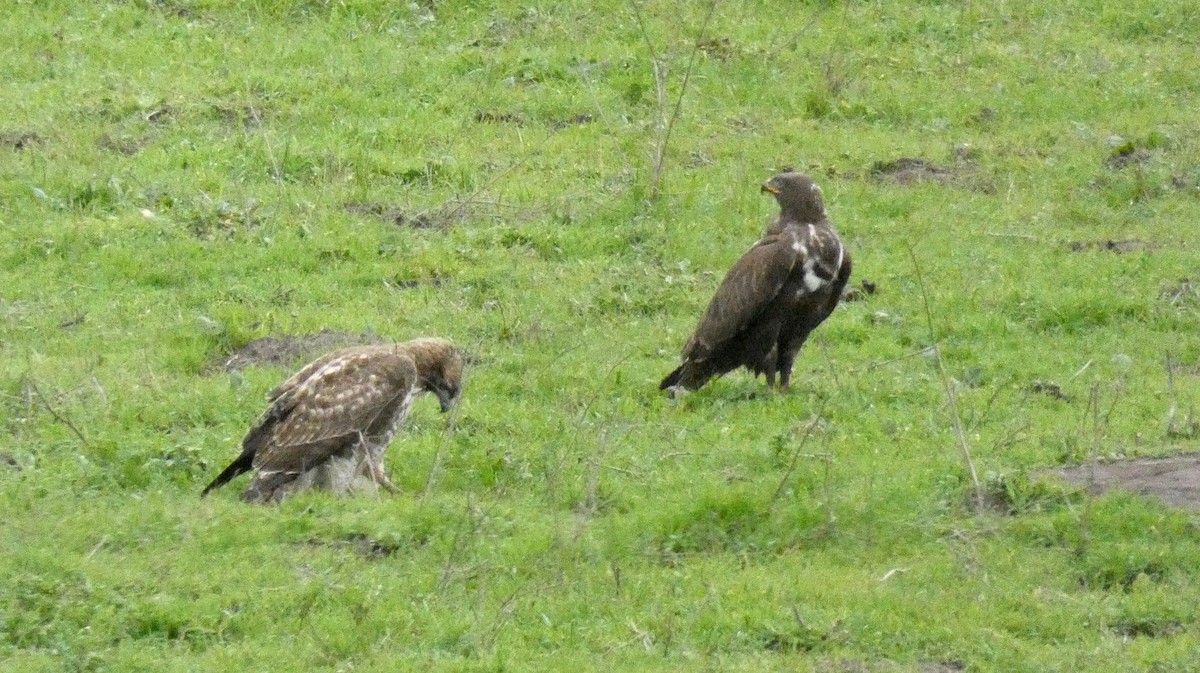 Ferruginous Hawk - ML134921601