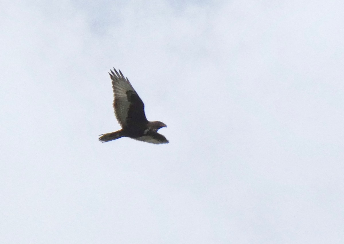 Ferruginous Hawk - ML134921811