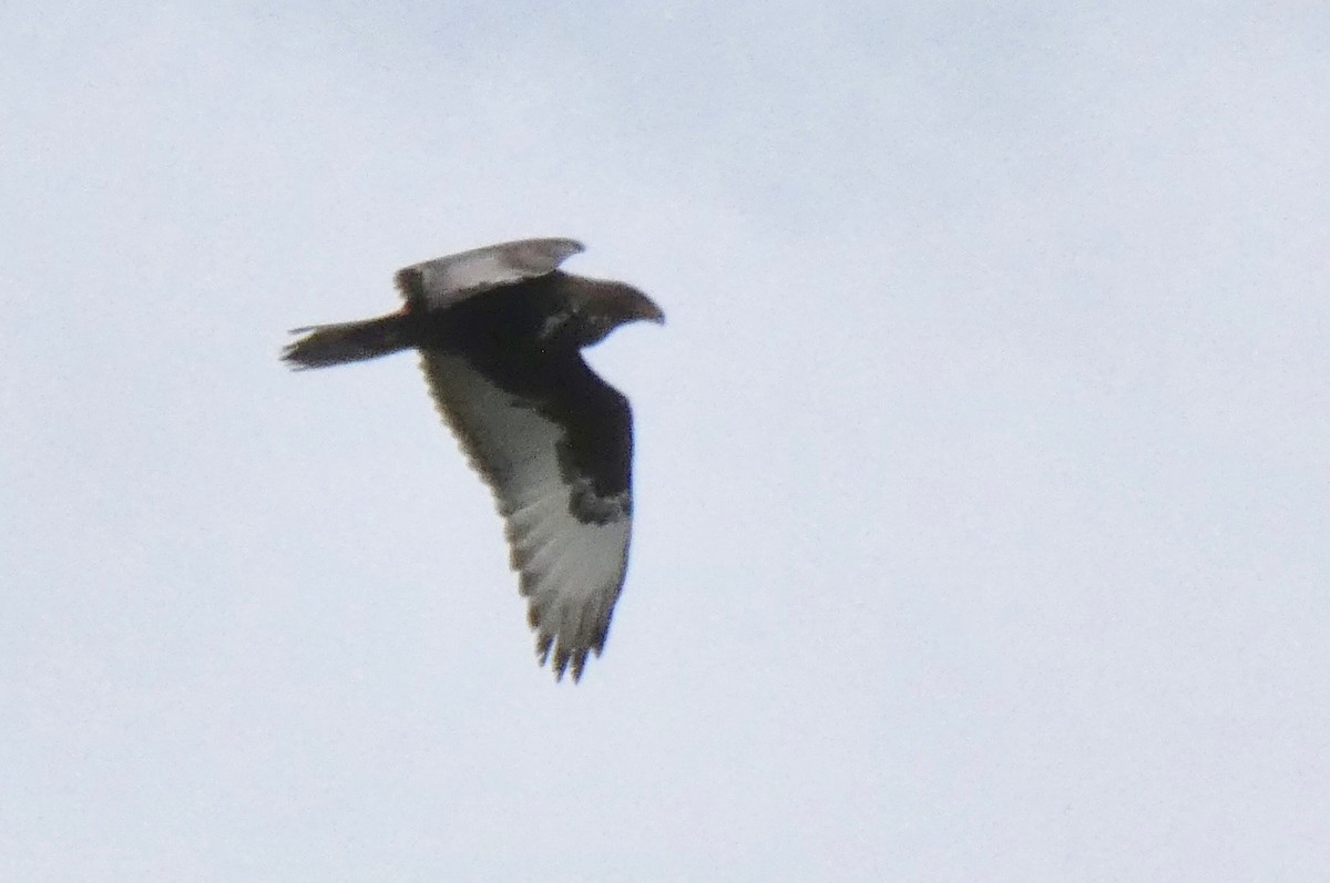 Ferruginous Hawk - ML134921821
