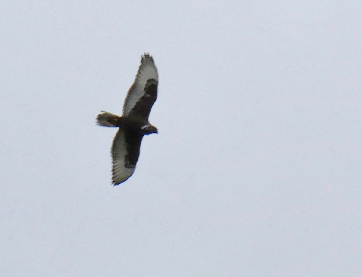Ferruginous Hawk - ML134921851