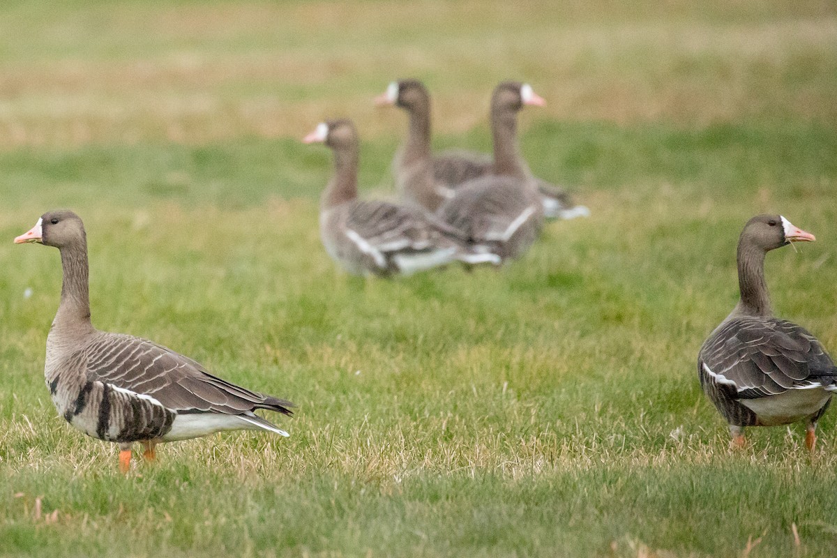 Greater White-fronted Goose - MarieRoyer Royer
