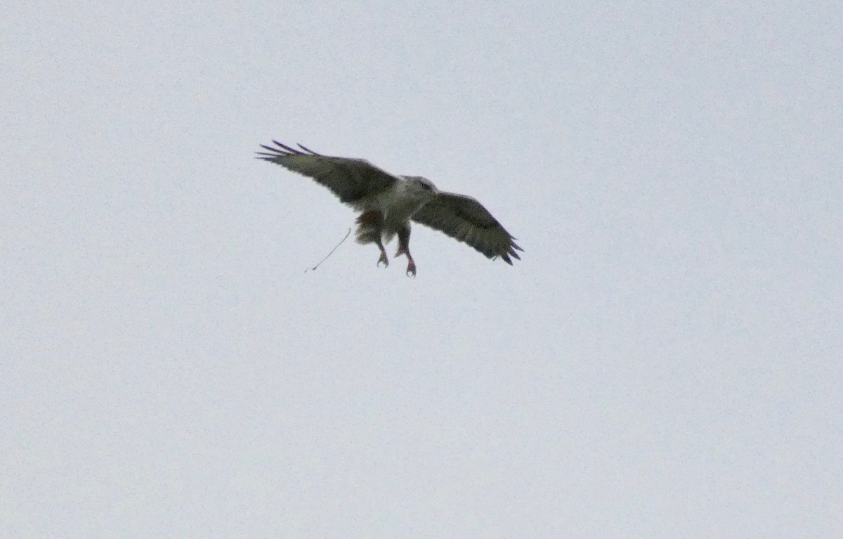 Ferruginous Hawk - ML134923271