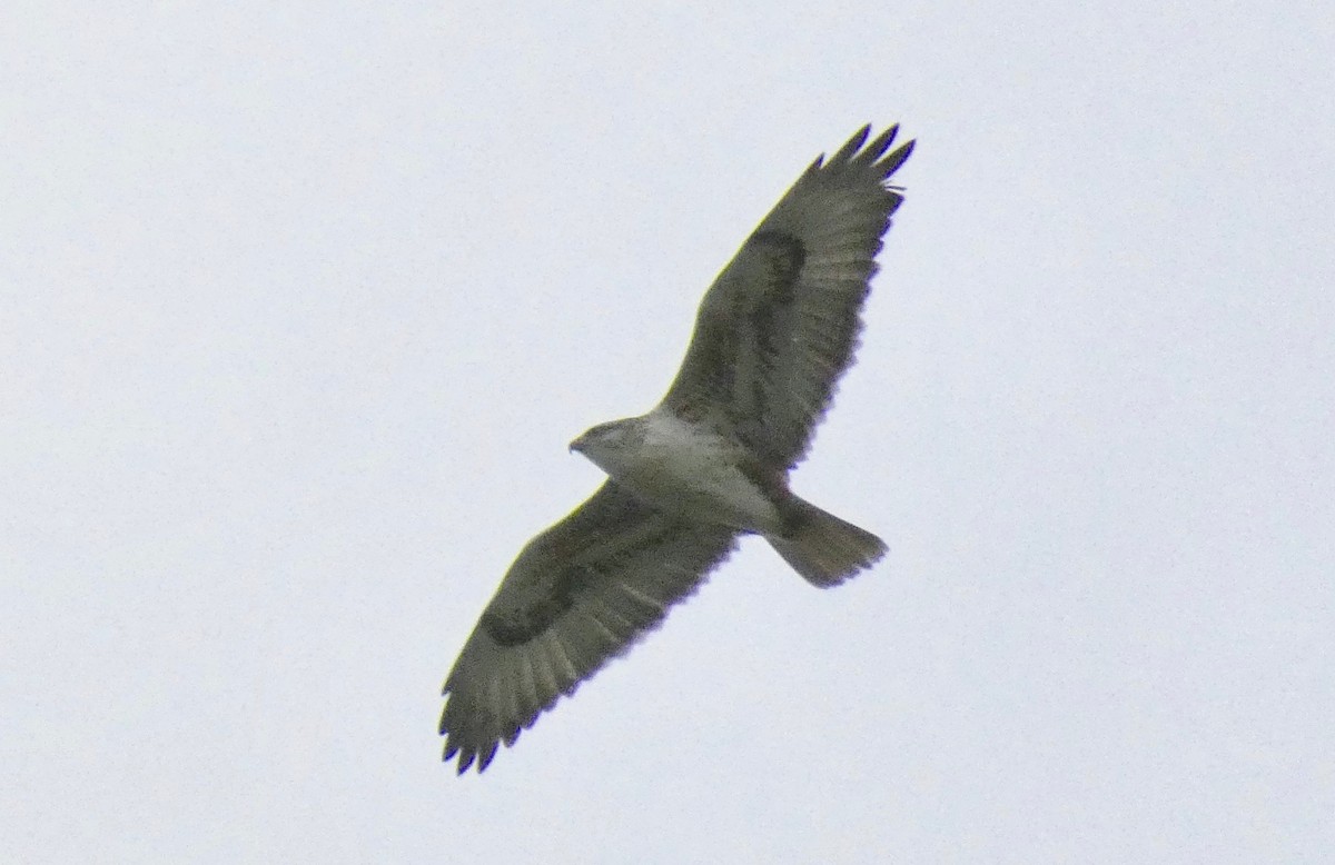 Ferruginous Hawk - ML134923351