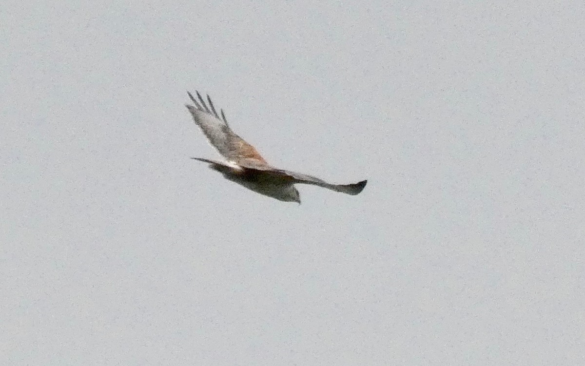 Ferruginous Hawk - ML134923401