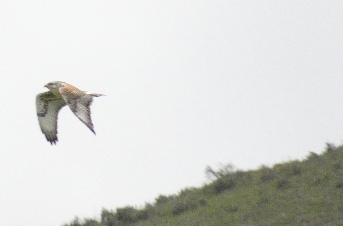 Ferruginous Hawk - ML134923461