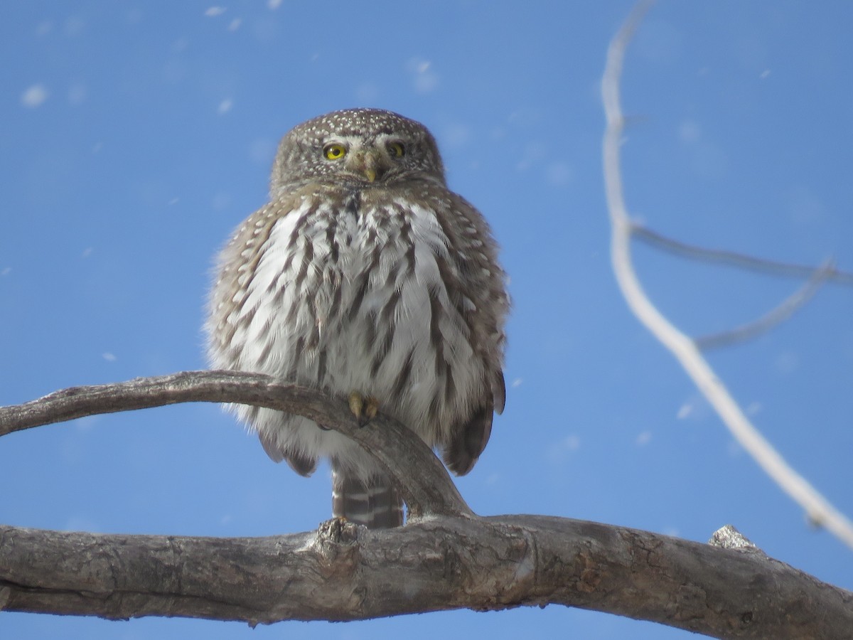 Northern Pygmy-Owl (Rocky Mts.) - ML134924751