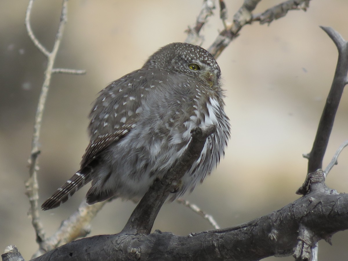 Northern Pygmy-Owl (Rocky Mts.) - ML134925071