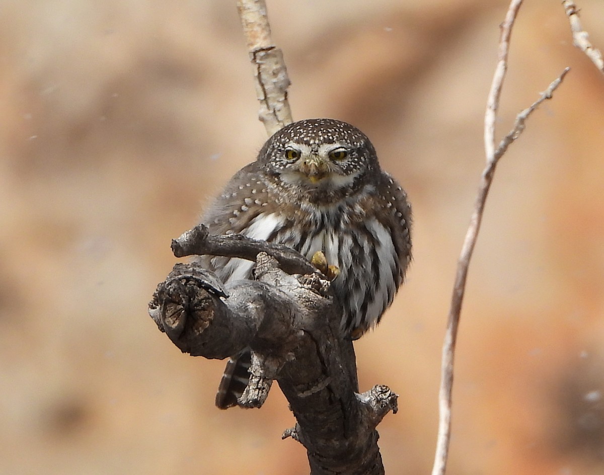 Northern Pygmy-Owl (Rocky Mts.) - ML134925191