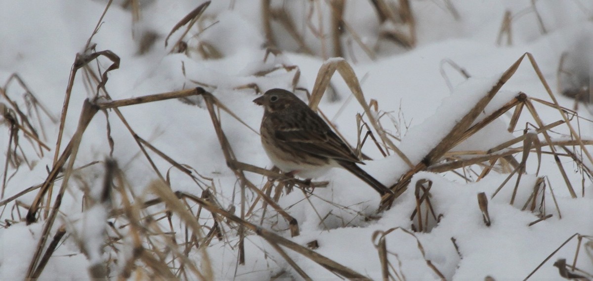 Vesper Sparrow - Cumberland Bird  Records