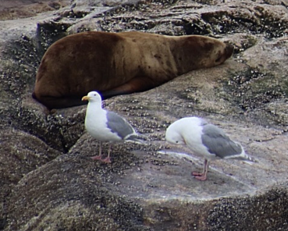 Glaucous-winged Gull - ML134926201