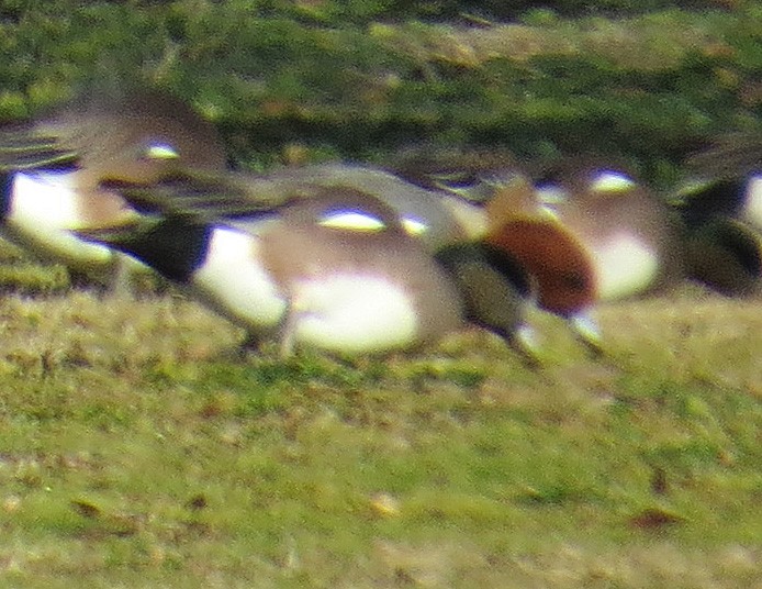 Eurasian Wigeon - Kelli Heindel