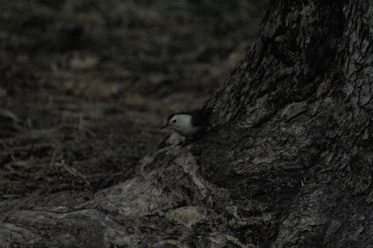 White-breasted Nuthatch - ML134927271
