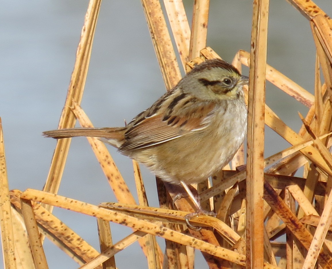 Swamp Sparrow - Kelli Heindel