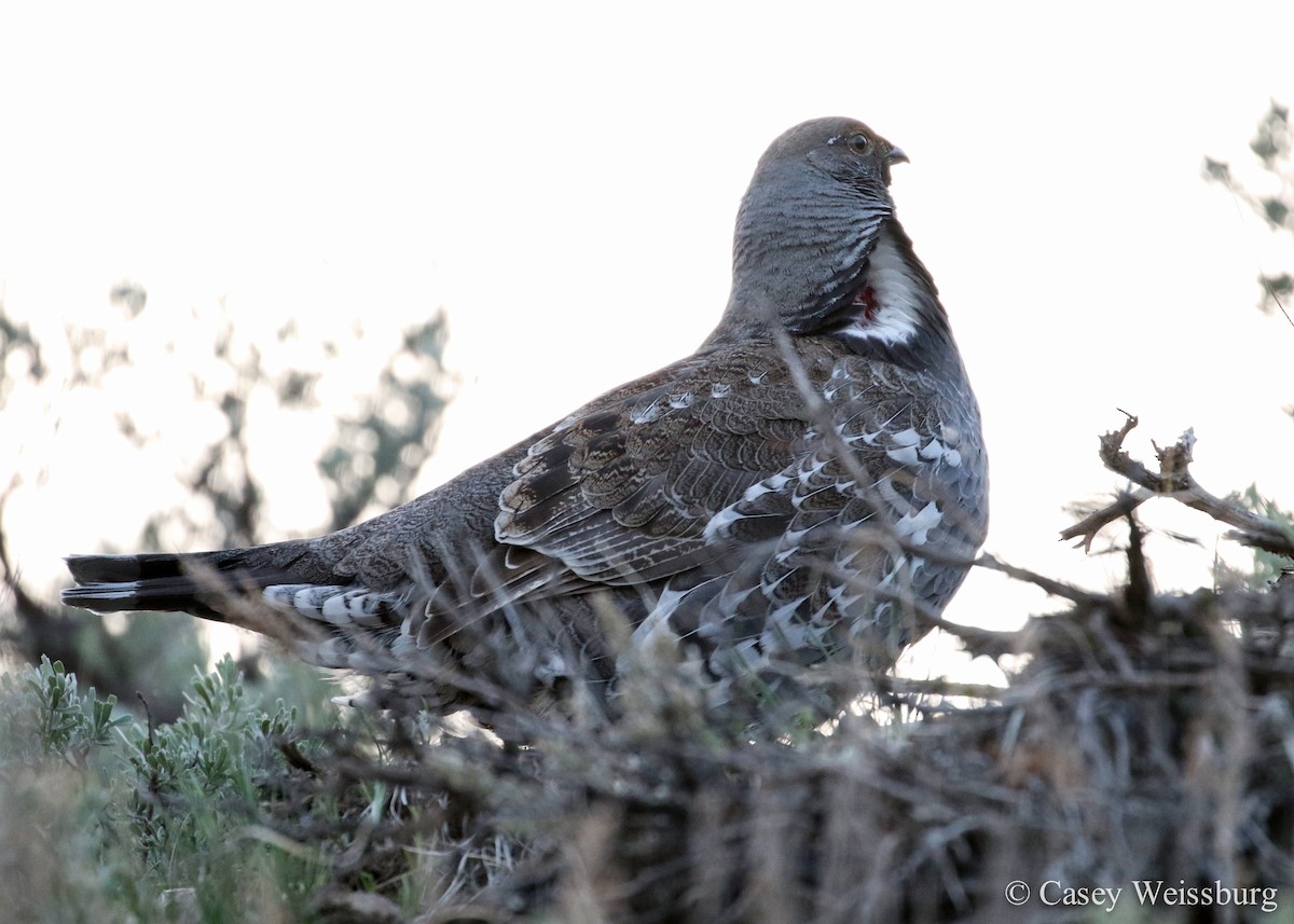 Dusky Grouse - ML134929611