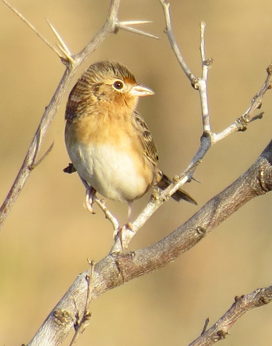 Grasshopper Sparrow - ML134929961