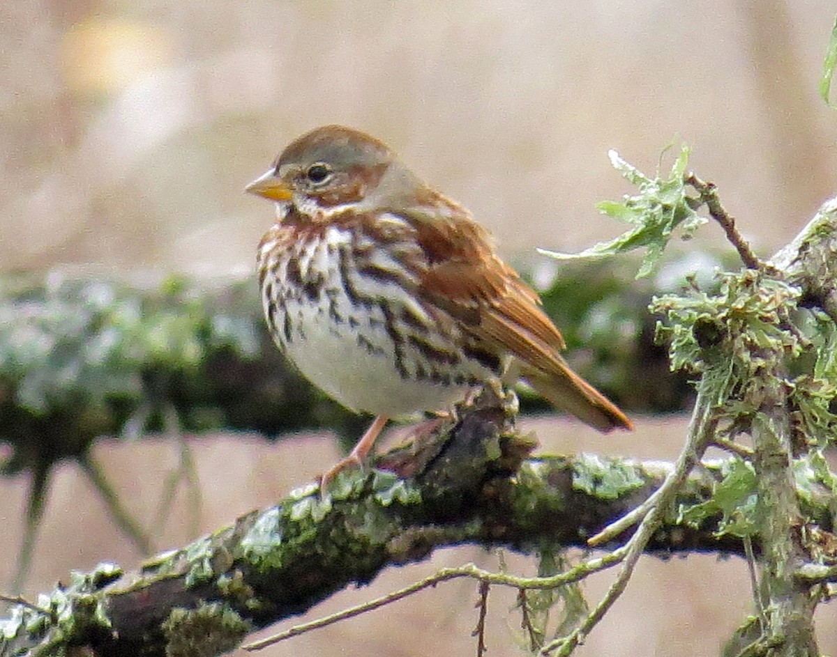 Fox Sparrow - ML134930411