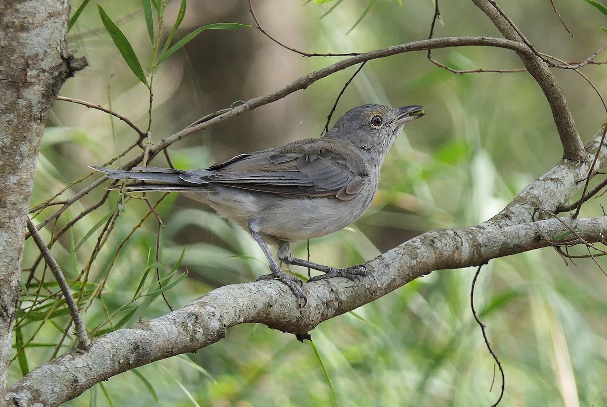 Gray Shrikethrush - Don McIvor