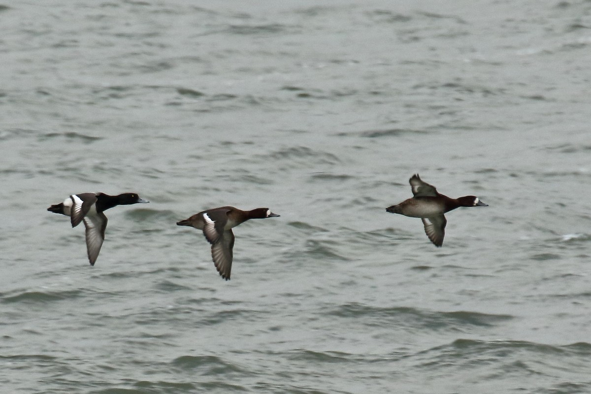 Greater Scaup - Joe Wing