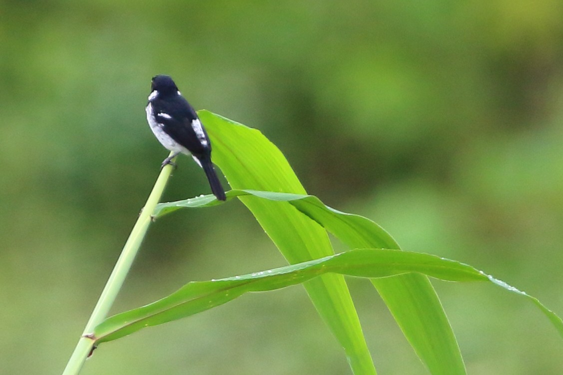 Wing-barred Seedeater (Caqueta) - David Bird