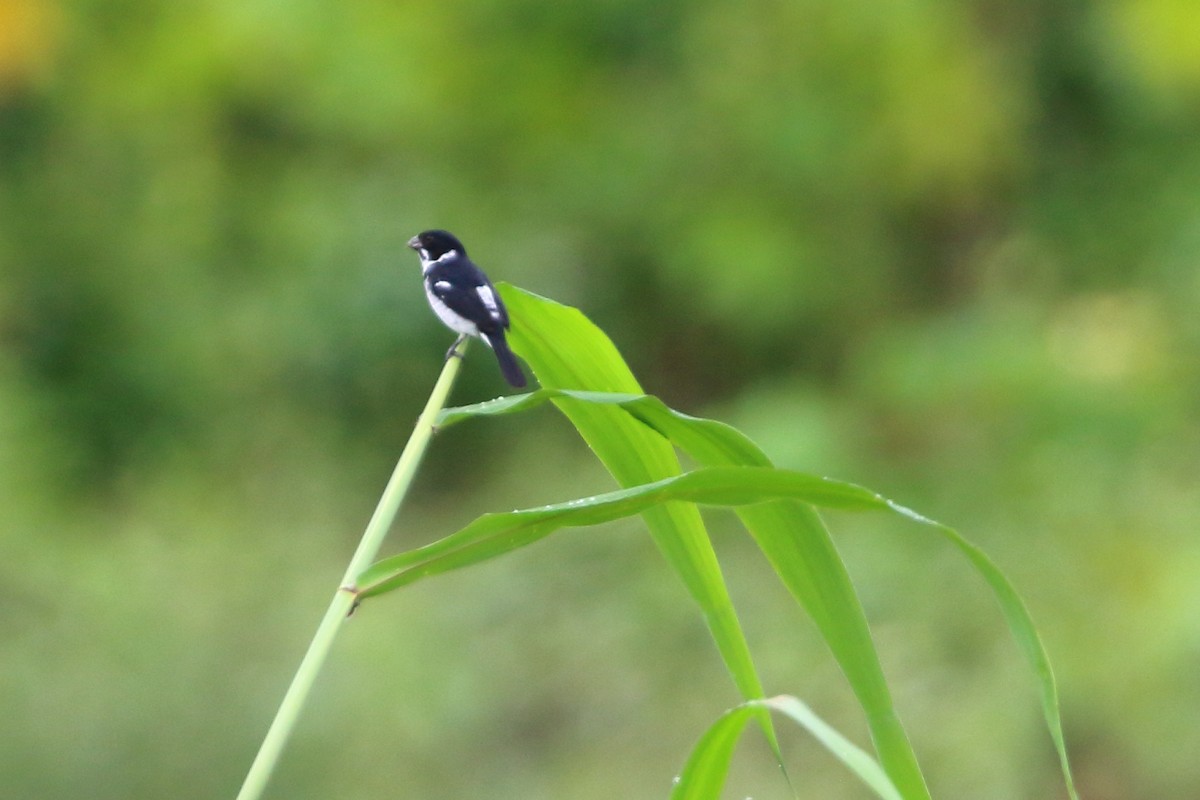 Wing-barred Seedeater (Caqueta) - ML134932461