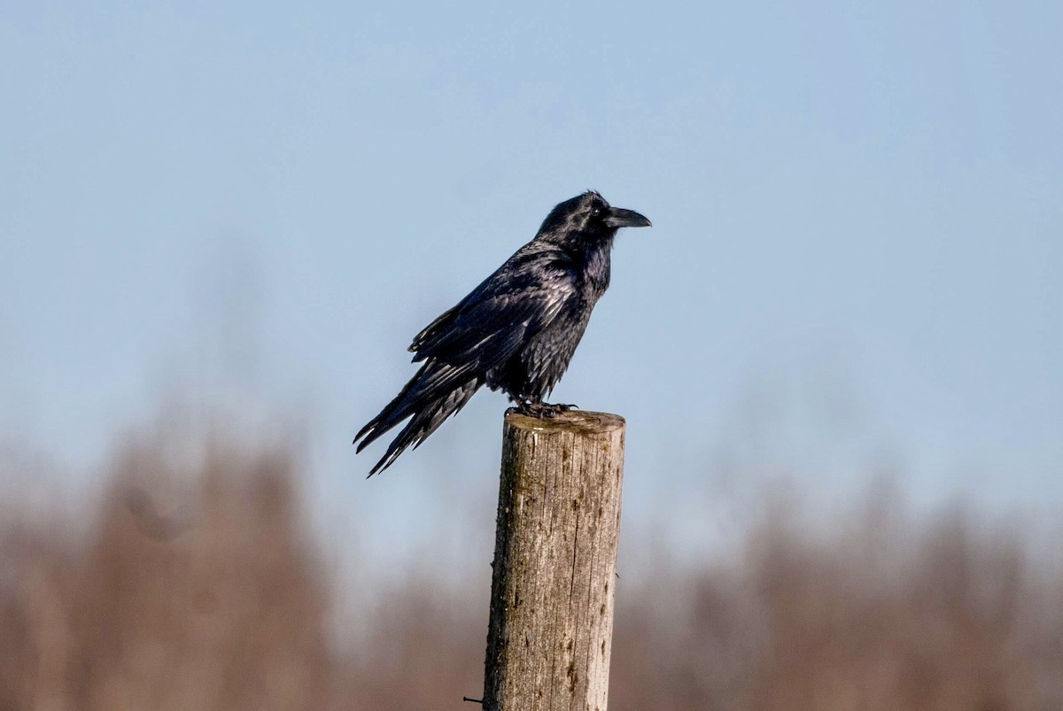 Common Raven - Andrew Simon