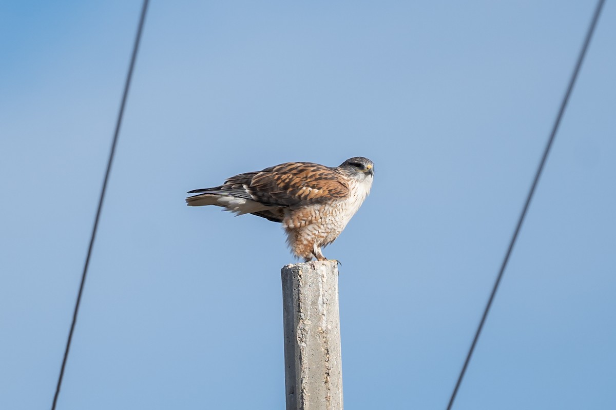 Ferruginous Hawk - ML134933451