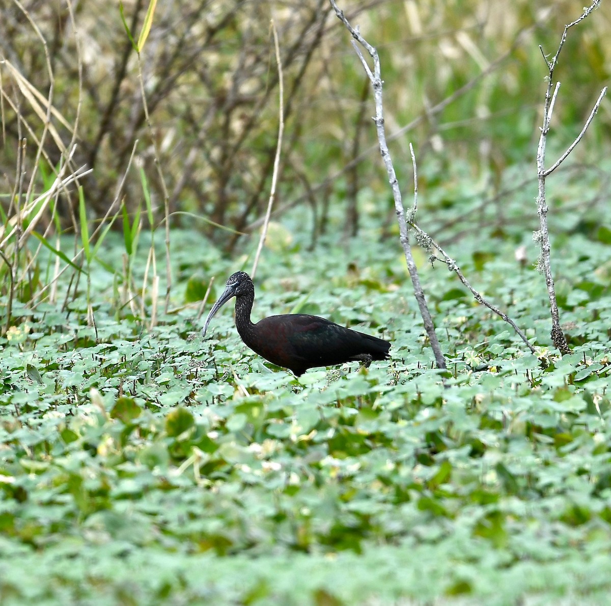 Glossy Ibis - ML134934171