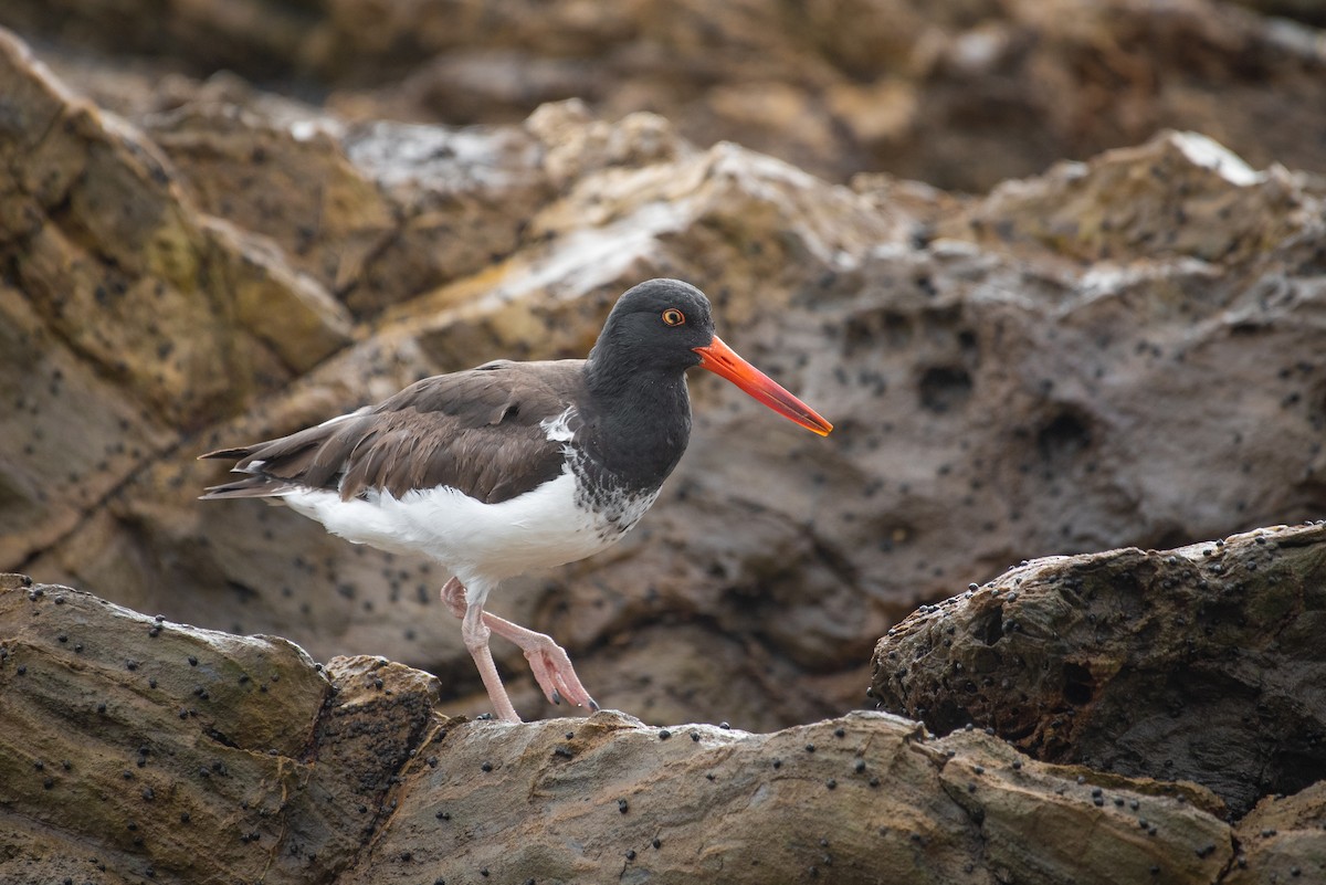 American Oystercatcher - ML134935201