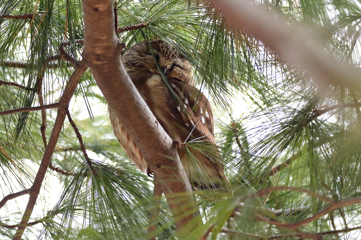 Northern Saw-whet Owl - ML134936421