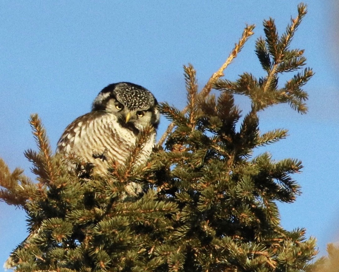 Northern Hawk Owl - ML134937461