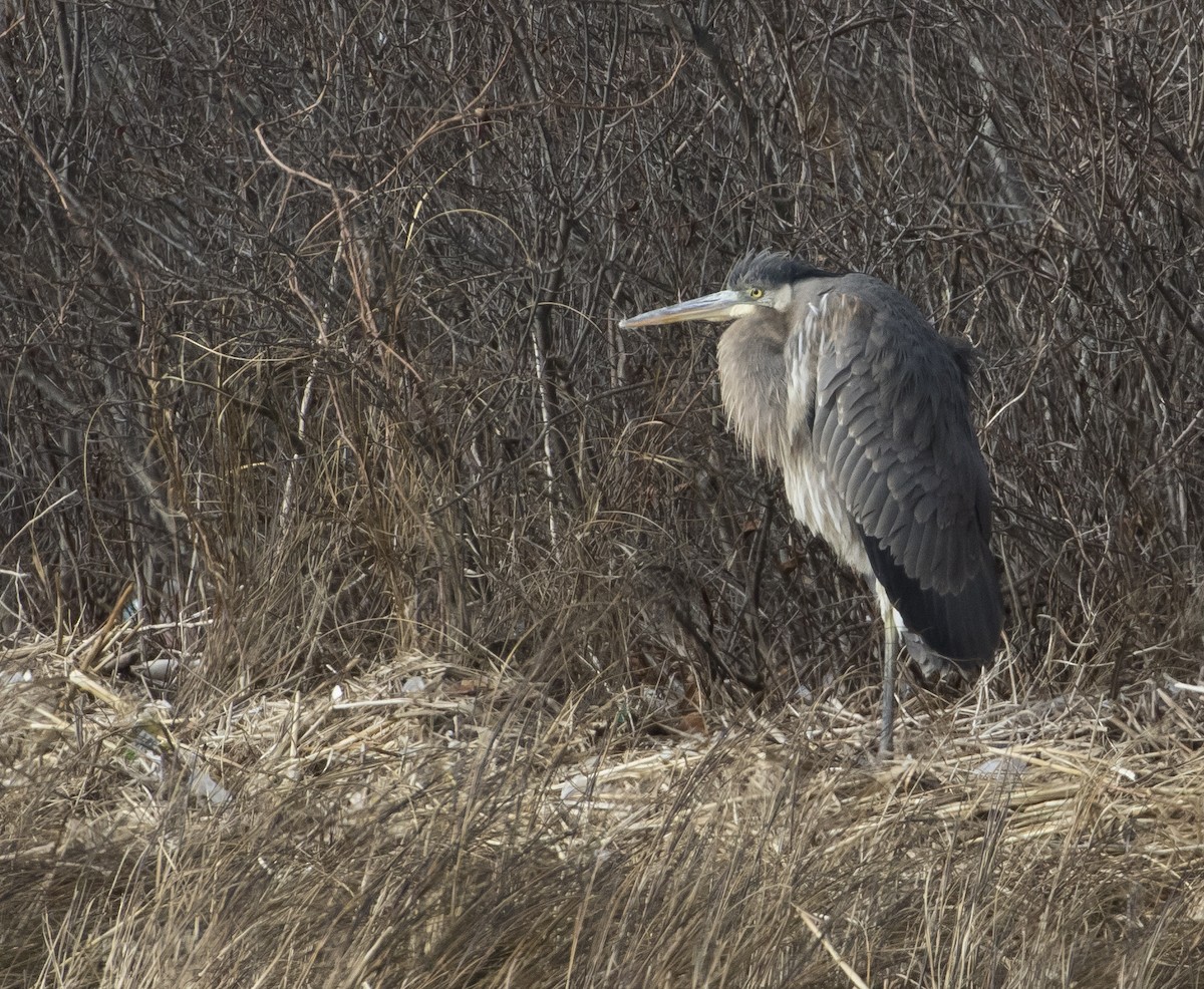 Great Blue Heron (Great Blue) - ML134937761