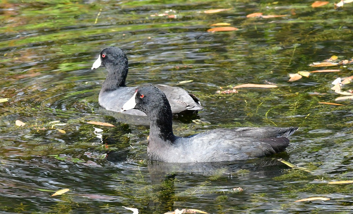 American Coot - ML134937921