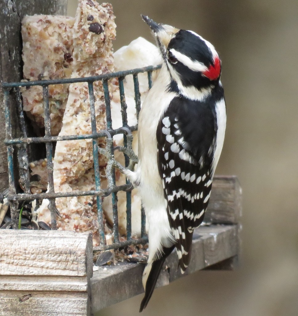 strakapoud osikový - ML134938381