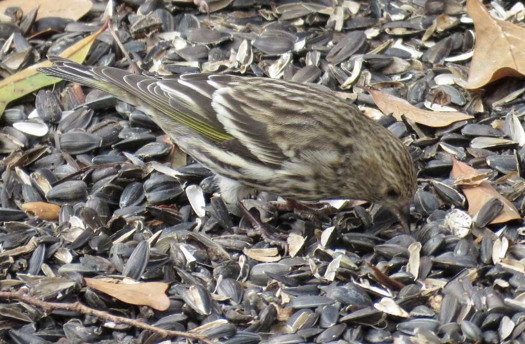 Pine Siskin - ML134938891
