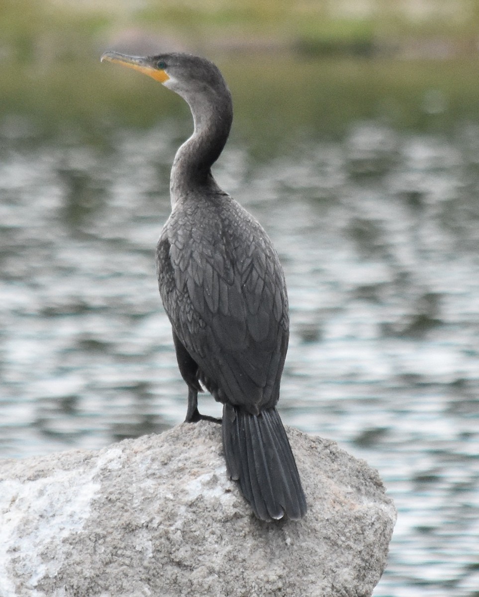 Neotropic Cormorant - andres ebel