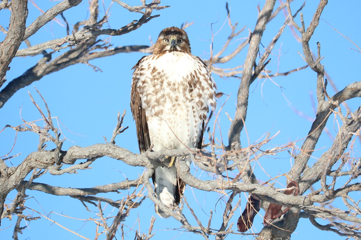 Red-tailed Hawk - ML134938991