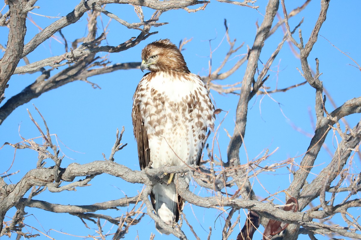 Red-tailed Hawk - ML134939001