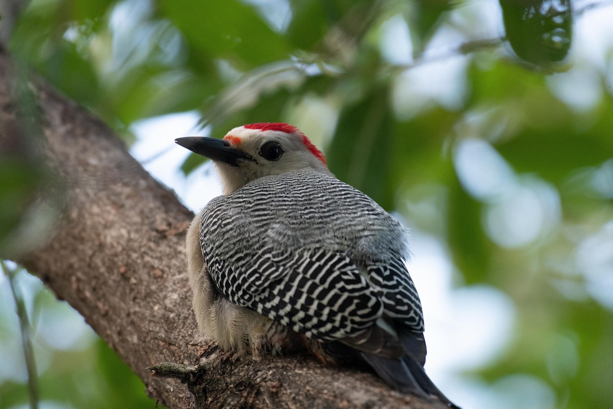 Carpintero Frentidorado (grupo santacruzi) - ML134946671