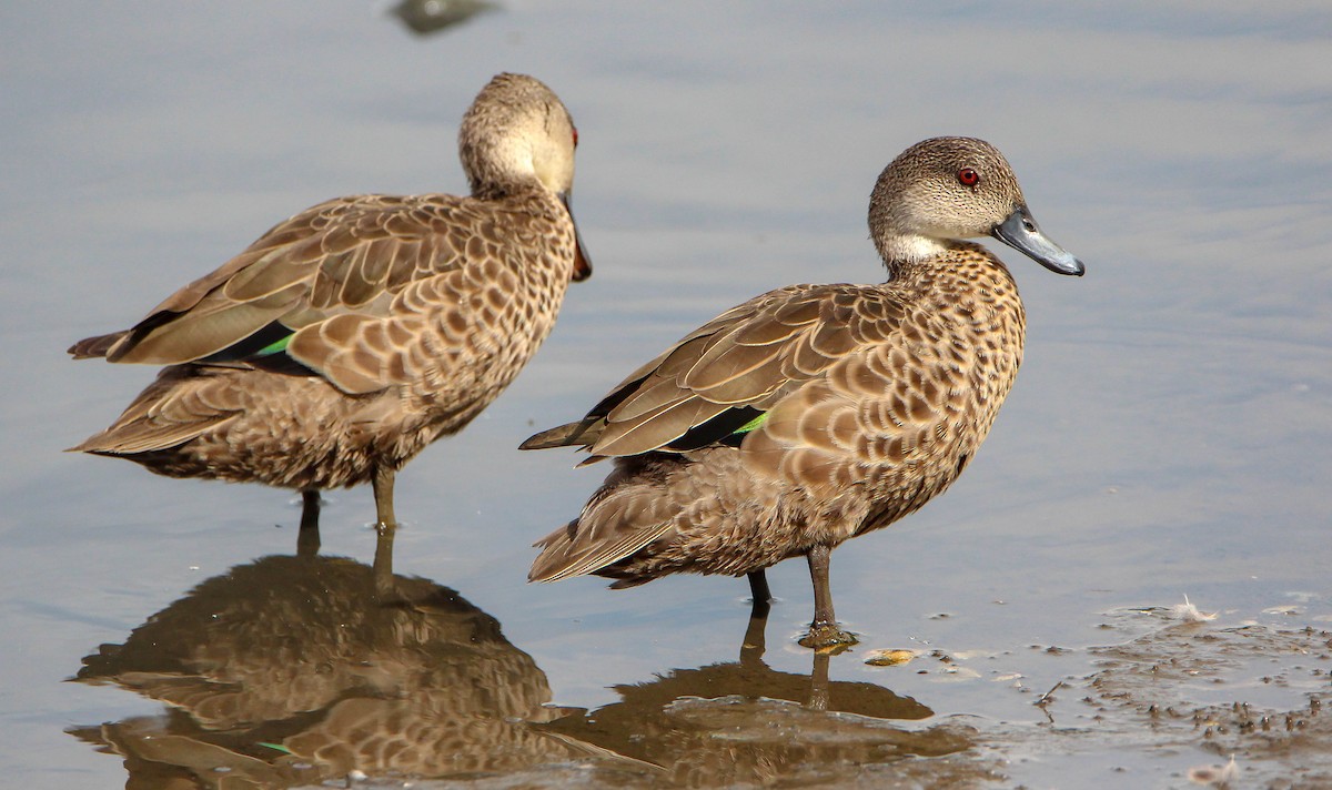 Gray Teal - Sandra Gallienne