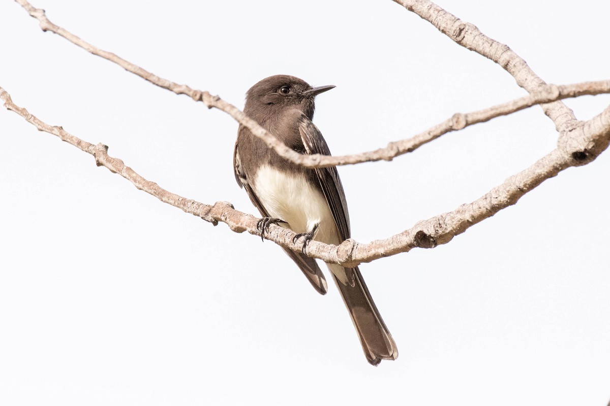 Black Phoebe - ML134948591