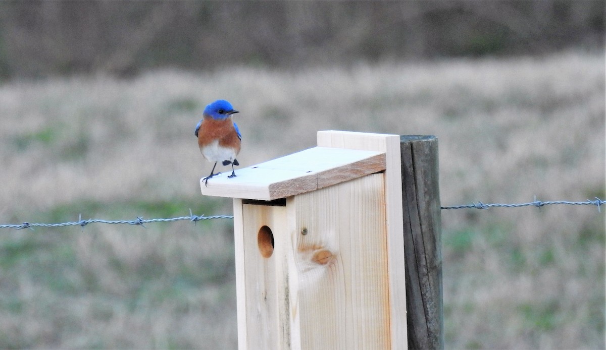 Eastern Bluebird - John Landa