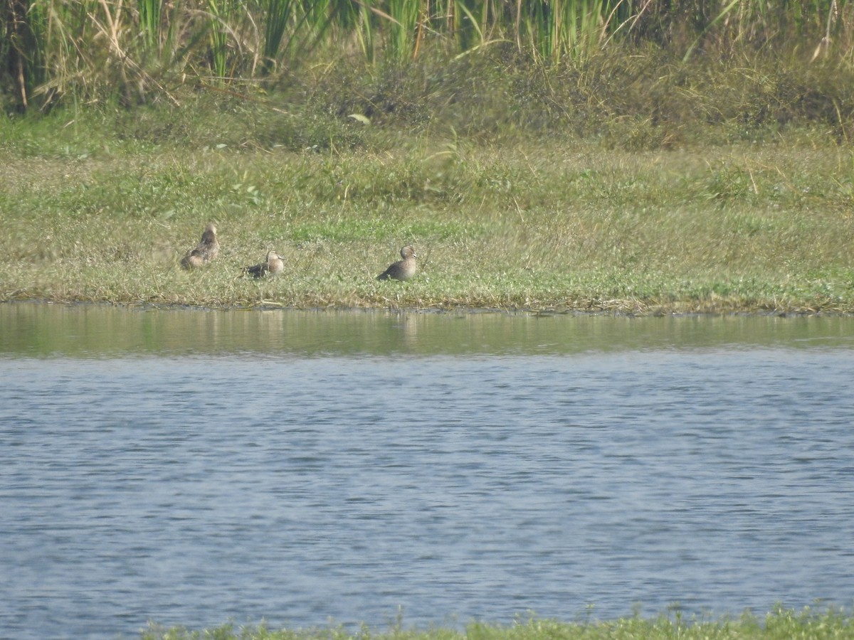 Garganey - ML134949391