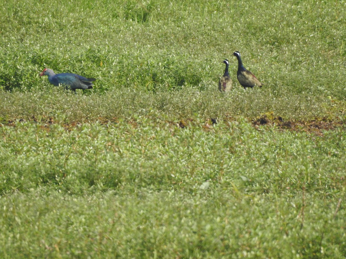 Bronze-winged Jacana - ML134950101