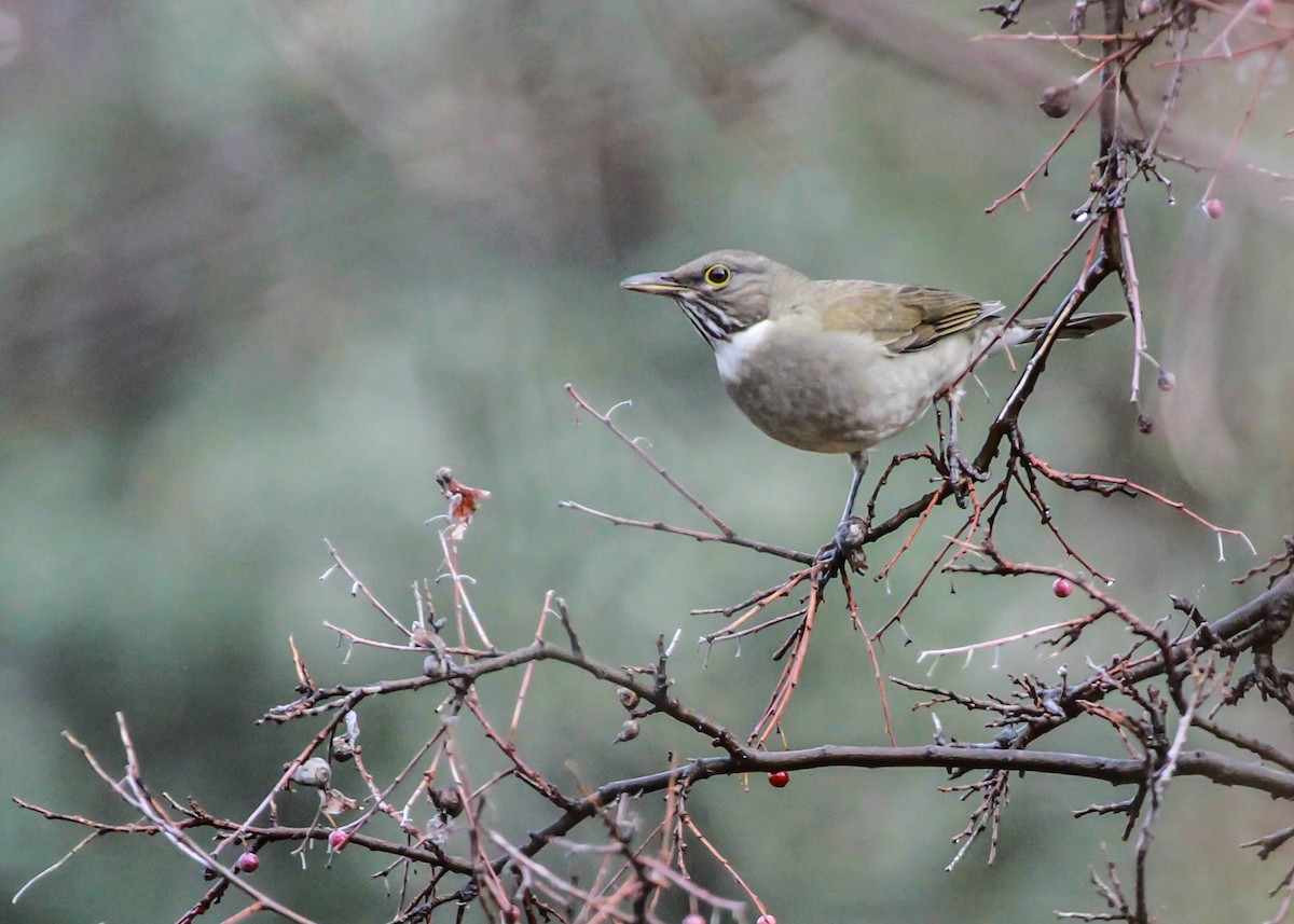 White-throated Thrush - Muriel Neddermeyer