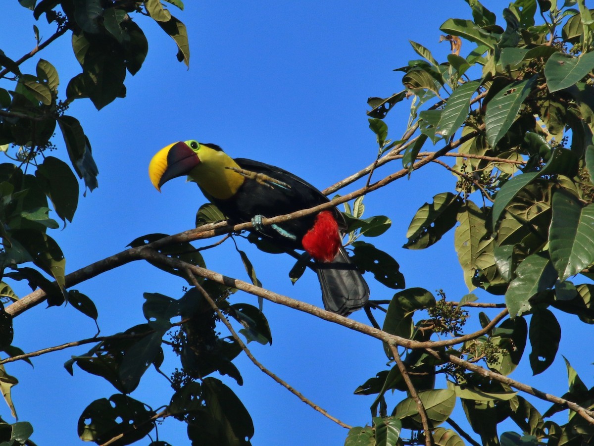 Yellow-throated Toucan - ML134950791