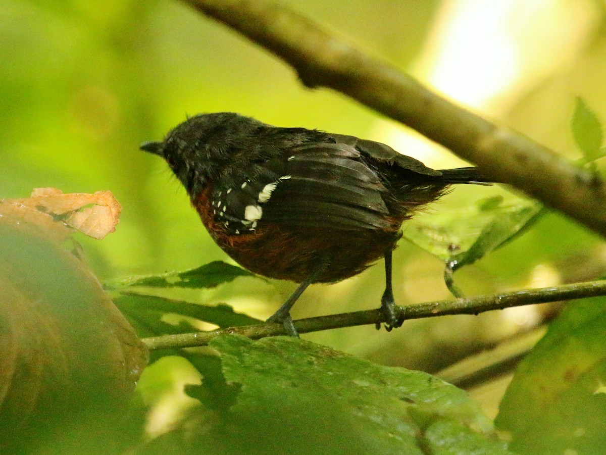 Dot-winged Antwren - ML134950991