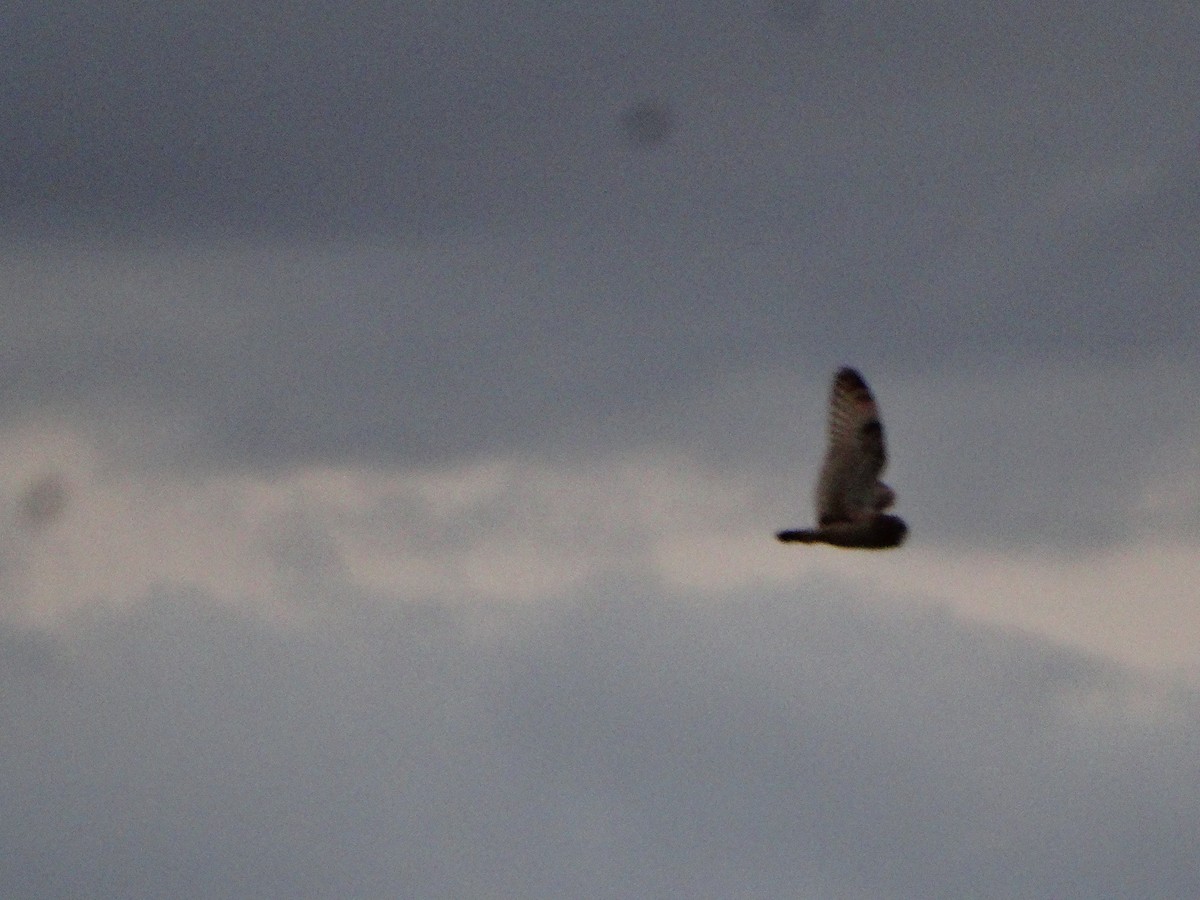 Short-eared Owl - ML134951901